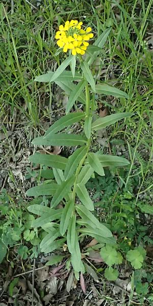 Erysimum virgatum \ Steifer Sch�terich, A Melk 9.5.2025