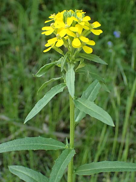 Erysimum virgatum \ Steifer Sch�terich, A Melk 9.5.2025