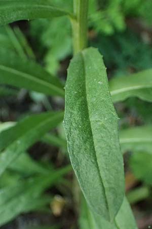 Erysimum virgatum \ Steifer Sch�terich, A Melk 9.5.2025