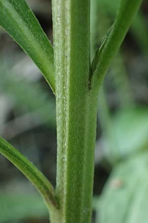 Erysimum virgatum \ Steifer Sch�terich, A Melk 9.5.2025