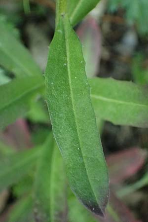 Erysimum virgatum \ Steifer Sch�terich, A Melk 9.5.2025