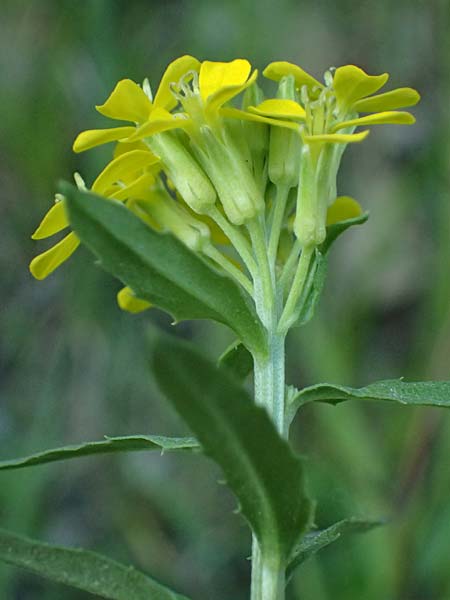 Erysimum virgatum \ Steifer Sch�terich, A Melk 9.5.2025