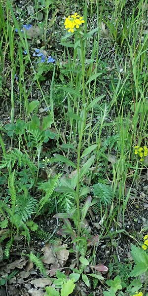 Erysimum virgatum \ Steifer Sch�terich, A Melk 9.5.2025