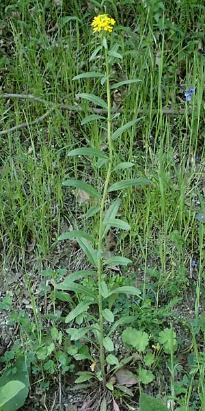 Erysimum virgatum \ Steifer Sch�terich, A Melk 9.5.2025