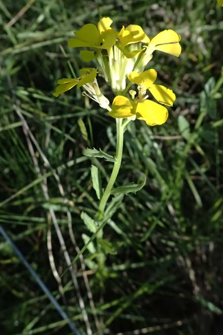 Erysimum repandum \ Brach-Sch�terich, Ausgespreizter Sch�terich, A Hainburg 10.5.2025