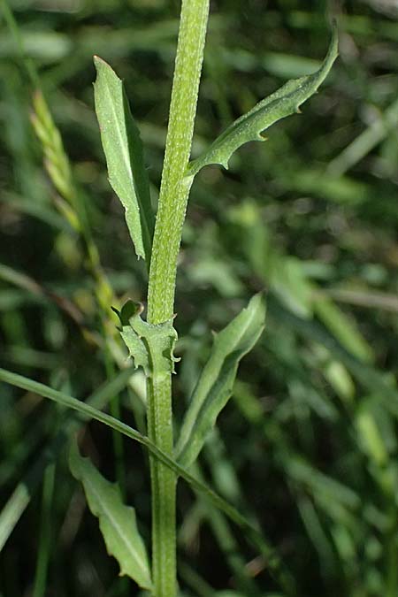Erysimum repandum \ Brach-Sch�terich, Ausgespreizter Sch�terich, A Hainburg 10.5.2025