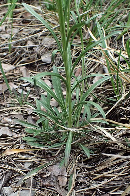 Erysimum sylvestre \ Lack-Schterich, Felsen-Schterich / Wood Treacle Mustard, A Bad Vöslau 12.5.2025