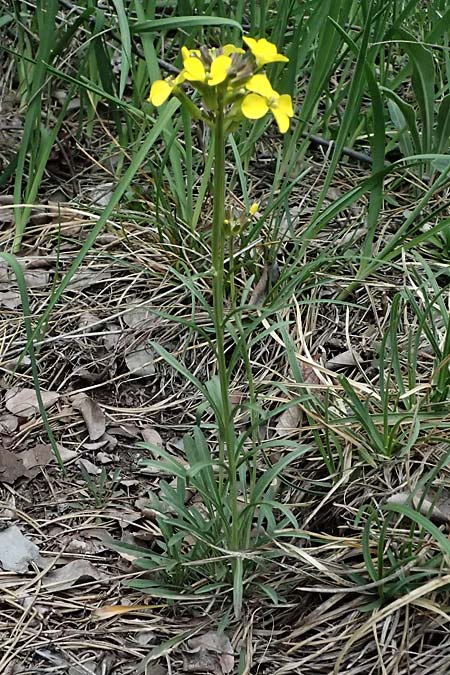 Erysimum sylvestre \ Lack-Schterich, Felsen-Schterich / Wood Treacle Mustard, A Bad Vöslau 12.5.2025