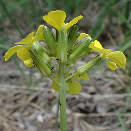 Erysimum sylvestre \ Lack-Schterich, Felsen-Schterich / Wood Treacle Mustard, A Bad Vöslau 12.5.2025