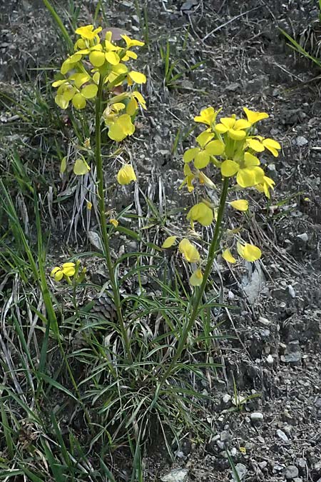 Erysimum sylvestre \ Lack-Schterich, Felsen-Schterich / Wood Treacle Mustard, A Felbertauern 14.5.2025