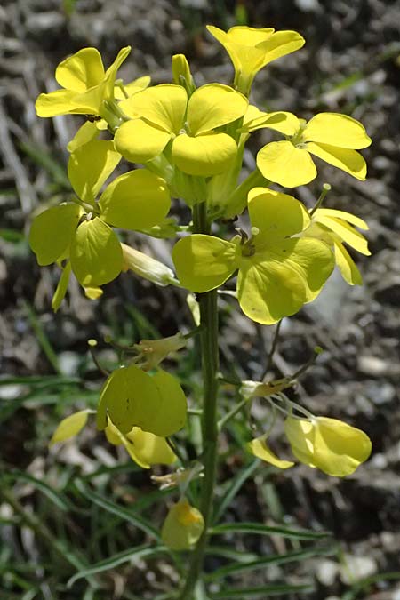 Erysimum sylvestre \ Lack-Schterich, Felsen-Schterich / Wood Treacle Mustard, A Felbertauern 14.5.2025
