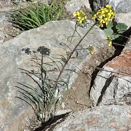 Erysimum sylvestre \ Lack-Sch�terich, Felsen-Sch�terich, A Osttirol, Matrei 14.5.2025