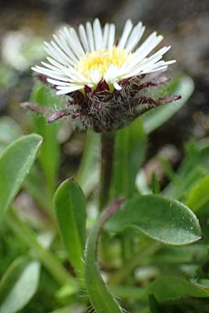 Erigeron uniflorus \ Einkpfiges Berufkraut / Oneflower Fleabane, A Großglockner 30.6.2025