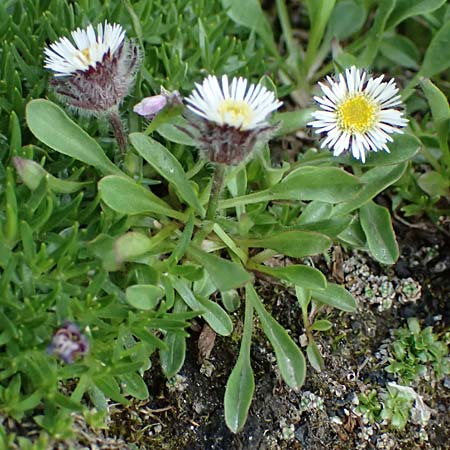 Erigeron uniflorus \ Einkpfiges Berufkraut / Oneflower Fleabane, A Großglockner 30.6.2025