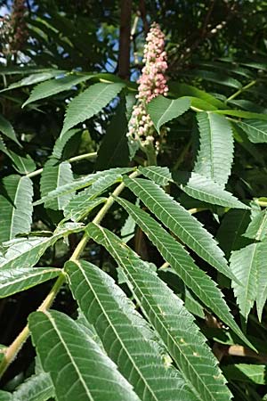 Rhus typhina \ Essigbaum / Stag's-Horn Sumach, A St. Gallen im Gesäuse 4.7.2024