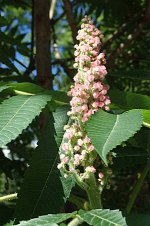 Rhus typhina \ Essigbaum / Stag's-Horn Sumach, A St. Gallen im Gesäuse 4.7.2024