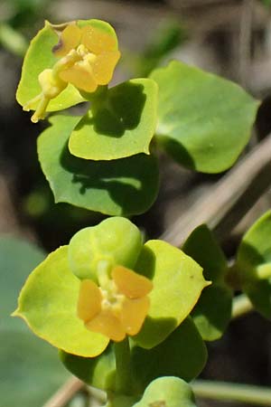Euphorbia seguieriana \ Steppen-Wolfsmilch / Seguier's Spurge, A Hainburg 10.5.2025