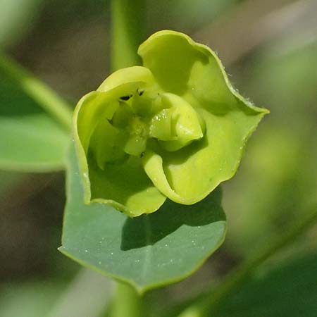 Euphorbia esula \ Esels-Wolfsmilch / Leafy Spurge, A Pulkau 9.5.2025