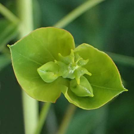 Euphorbia esula \ Esels-Wolfsmilch / Leafy Spurge, A Pulkau 9.5.2025
