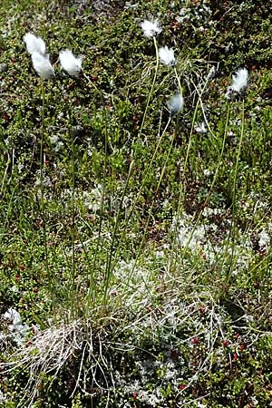Eriophorum vaginatum \ Scheiden-Wollgras / Hare's-Tail Cotton Grass, A Bad Gastein 29.6.2025