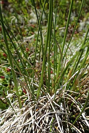 Eriophorum vaginatum \ Scheiden-Wollgras / Hare's-Tail Cotton Grass, A Bad Gastein 29.6.2025