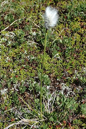 Eriophorum vaginatum \ Scheiden-Wollgras / Hare's-Tail Cotton Grass, A Bad Gastein 29.6.2025