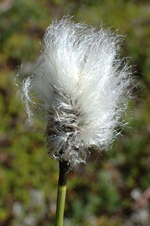 Eriophorum vaginatum \ Scheiden-Wollgras / Hare's-Tail Cotton Grass, A Bad Gastein 29.6.2025