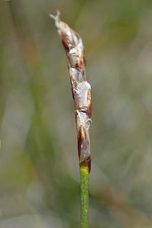 Carex myosuroides \ Nacktried, hren-Schuppenried, A Wölzer Tauern, Kleiner Zinken 24.7.2021