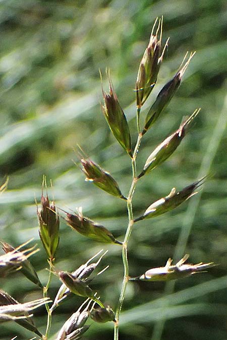 Festuca valesiaca ? \ Walliser Schwingel, A Hainburg 10.5.2025