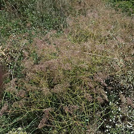 Falcaria vulgaris \ Sicheldolde / Longleaf, A Hollabrunn 12.8.2025