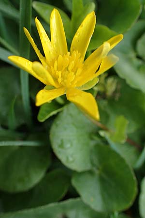 Ficaria calthifolia \ Nacktstngel-Scharbockskraut, A Wien-Aspern 2.4.2023