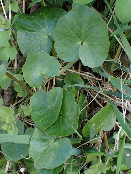 Ficaria calthifolia \ Nacktstngel-Scharbockskraut, A Hainburg 3.4.2023