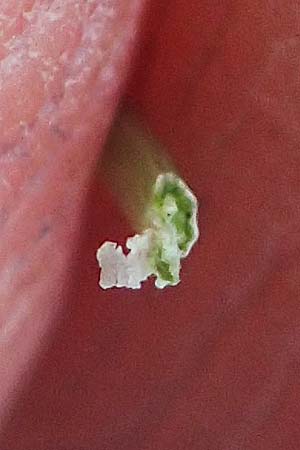Festuca varia \ Gew&ouml;hnlicher Bunt-Schwingel / Spiky Fescue, A Niedere Tauern, S&ouml;lk-Pass 26.7.2021