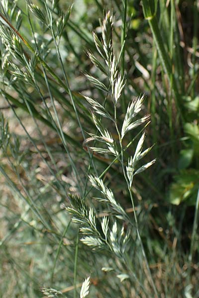 Festuca valesiaca ? \ Walliser Schwingel, A Hainburg 14.5.2022