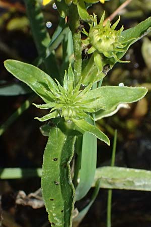 Pentanema germanicum / German Fleabane, A Staatz 12.8.2025