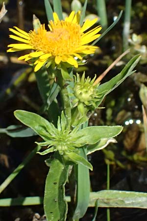 Pentanema germanicum / German Fleabane, A Staatz 12.8.2025