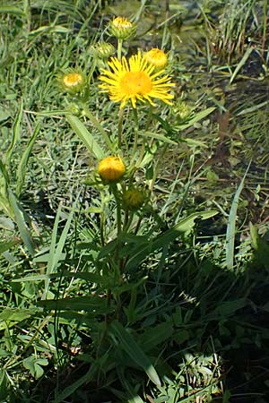 Pentanema germanicum / German Fleabane, A Staatz 12.8.2025