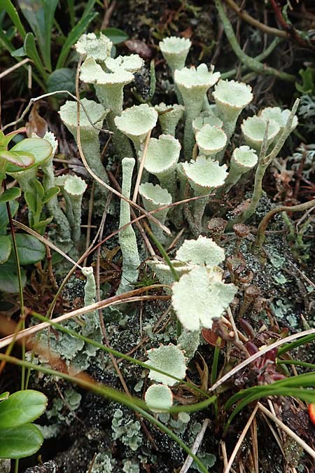 Cladonia spec5 ? \ Flechte / Lichen, A Niedere Tauern, Sölk-Pass 26.7.2021