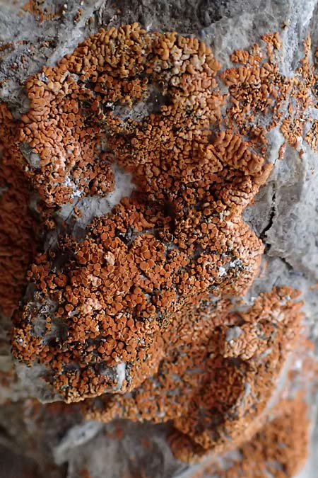 Xanthoria elegans \ Zierliche Gelb-Flechte / Elegant Sunburst Lichen, A Admont 5.7.2024