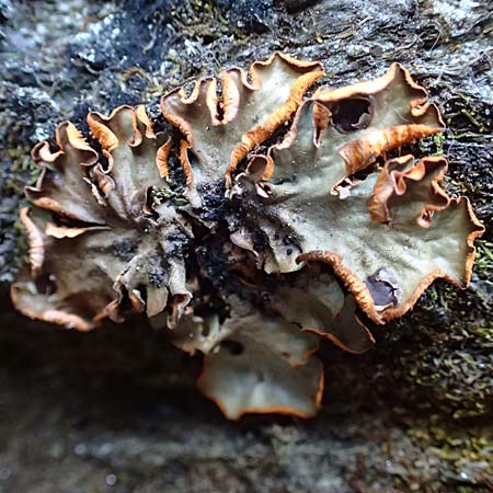 Lecanorales specL ? \ Flechte / Lichen, A Kolm Saigurn 2.7.2025