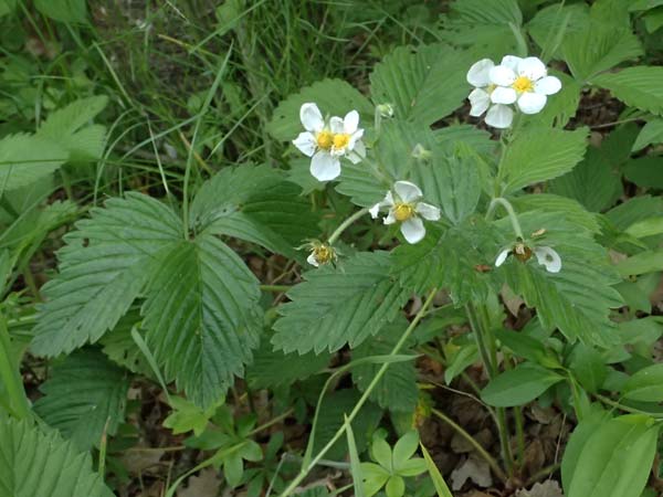 Fragaria moschata \ Zimt-Erdbeere / Hautbois Strawberry, A Hollabrunn 11.5.2025
