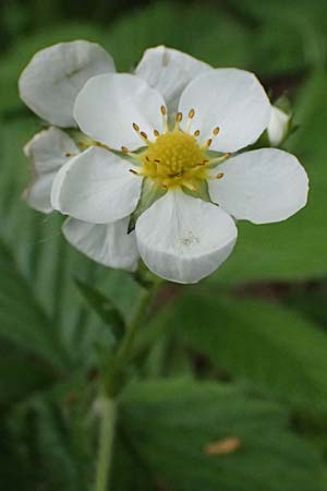Fragaria moschata \ Zimt-Erdbeere / Hautbois Strawberry, A Hollabrunn 11.5.2025