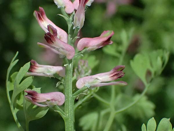 Fumaria officinalis \ Echter Erdrauch / Common Fumitory, A Judenburg 15.6.2026