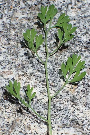 Fumaria officinalis \ Echter Erdrauch / Common Fumitory, A Judenburg 15.6.2026