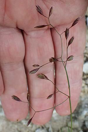 Festuca pulchella ? \ Zierlicher Schwingel / Mountain Fescue, A Admont 5.7.2024