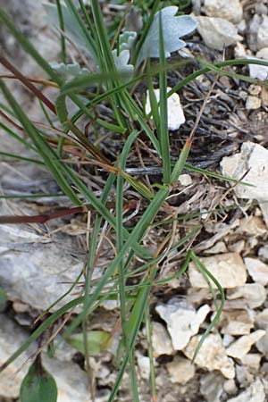Festuca pulchella ? \ Zierlicher Schwingel / Mountain Fescue, A Admont 5.7.2024