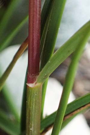 Festuca pulchella ? \ Zierlicher Schwingel / Mountain Fescue, A Admont 5.7.2024