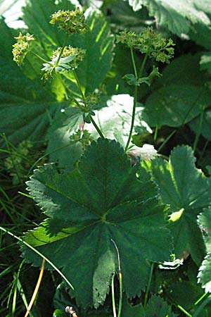 Alchemilla monticola \ Bergwiesen-Frauenmantel / Mountain Lady's Mantle, A Kärnten/Carinthia, Petzen 21.7.2007