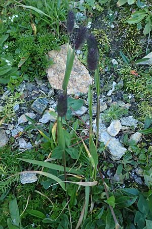 Phleum rhaeticum \ R�tisches Alpen-Lieschgras, A Gro&szlig;glockner 11.8.2025