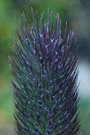 Phleum rhaeticum \ R�tisches Alpen-Lieschgras, A Gro&szlig;glockner 11.8.2025